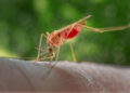 Burkina Faso Ends Malaria Research Project Involving Genetically Modified Mosquitoes