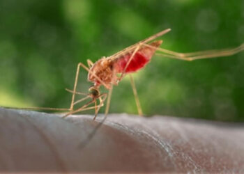 Burkina Faso Ends Malaria Research Project Involving Genetically Modified Mosquitoes