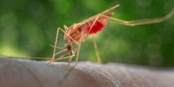 Burkina Faso Ends Malaria Research Project Involving Genetically Modified Mosquitoes