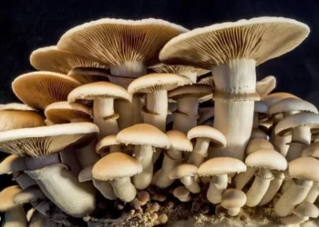 BMA Feature: Young Nigerians Cultivate Growth In Mushroom Farming