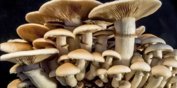 BMA Feature: Young Nigerians Cultivate Growth In Mushroom Farming