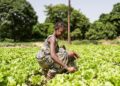 BMA Feature: Senegalese President Bassirou Faye Calls on Africa’s Youth to Drive Food Systems Transformation at AFSF 2025