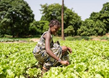 BMA Feature: Senegalese President Bassirou Faye Calls on Africa’s Youth to Drive Food Systems Transformation at AFSF 2025