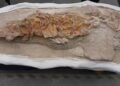 BMA Feature: Peru Unveils Fossilised Ancestor of Porpoise At National Geology Day