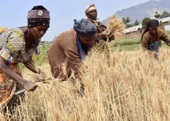 Wheat Farming Resumes In Lubero As Security Improves In North Kivu