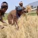 Wheat Farming Resumes In Lubero As Security Improves In North Kivu