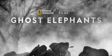 South Africa: “Ghost Elephants” Premieres On Nat Geo Wild And Disney+ Today