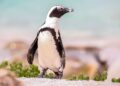 BMA Feature: Endangered African Penguins Stage Encouraging Comeback at South Africa’s Boulders Beach