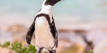 BMA Feature: Endangered African Penguins Stage Encouraging Comeback at South Africa’s Boulders Beach