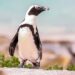 BMA Feature: Endangered African Penguins Stage Encouraging Comeback at South Africa’s Boulders Beach