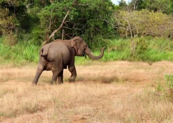 The Africa Channel Expands September Lineup With Pan-African Wildlife Series