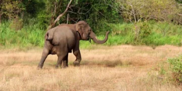 The Africa Channel Expands September Lineup With Pan-African Wildlife Series
