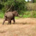 The Africa Channel Expands September Lineup With Pan-African Wildlife Series