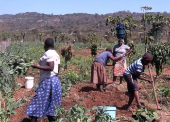 BMA Feature: Solar-Powered Irrigation Transforms Community Farming In Eastern Zimbabwe
