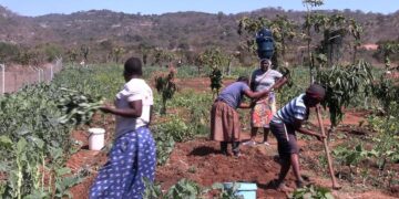 BMA Feature: Solar-Powered Irrigation Transforms Community Farming In Eastern Zimbabwe