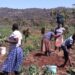 BMA Feature: Solar-Powered Irrigation Transforms Community Farming In Eastern Zimbabwe