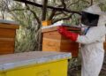 BMA Feature: Kenyan Researchers Harness Artificial Intelligence to Revolutionise Beekeeping