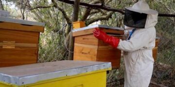BMA Feature: Kenyan Researchers Harness Artificial Intelligence to Revolutionise Beekeeping