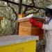 BMA Feature: Kenyan Researchers Harness Artificial Intelligence to Revolutionise Beekeeping